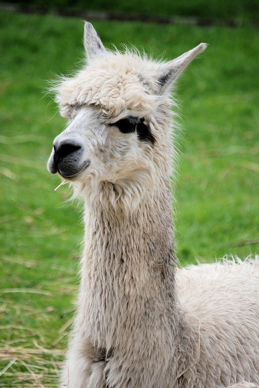 llama mammal fluffy free photo