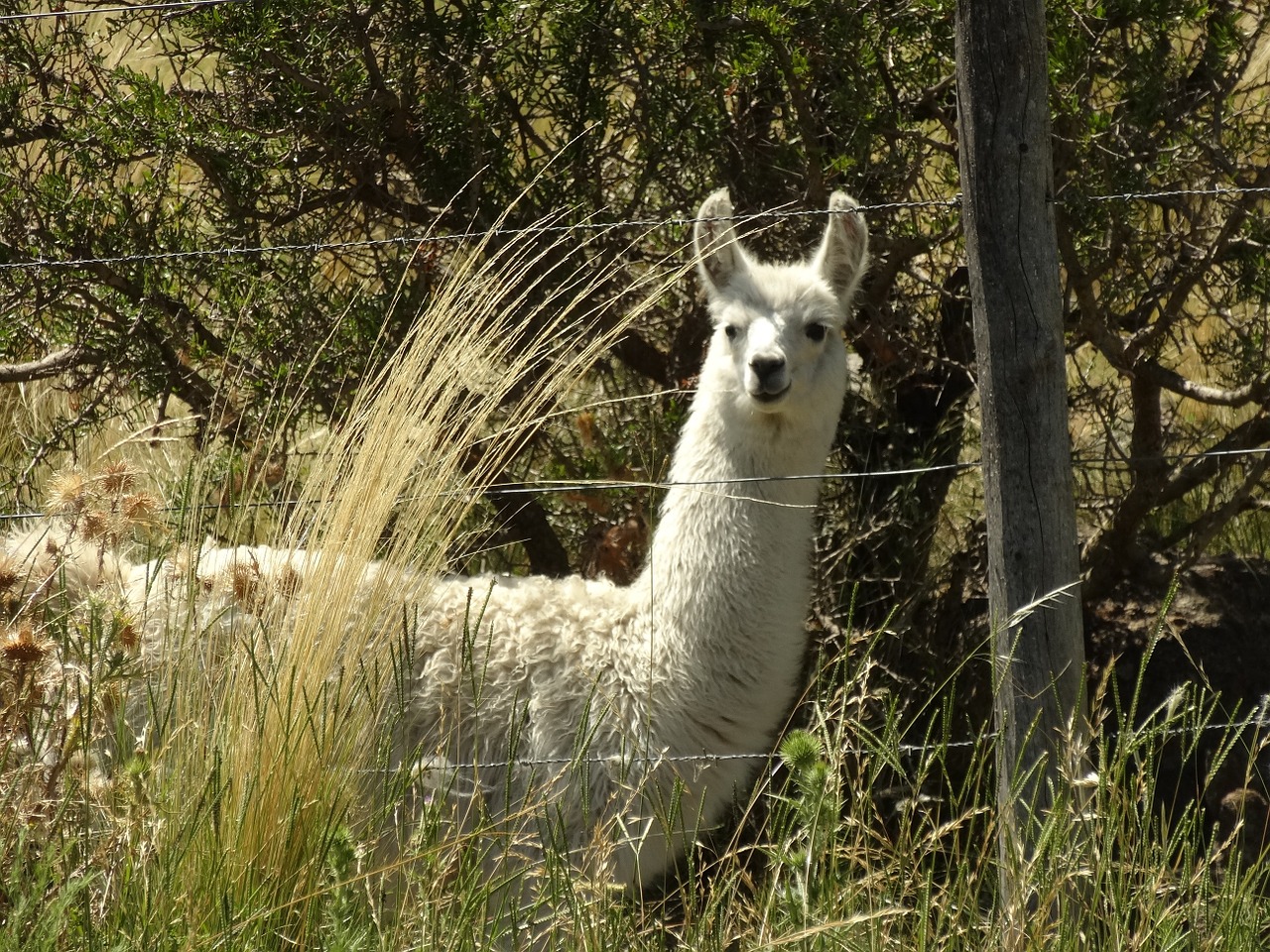 llama grass argentina free photo