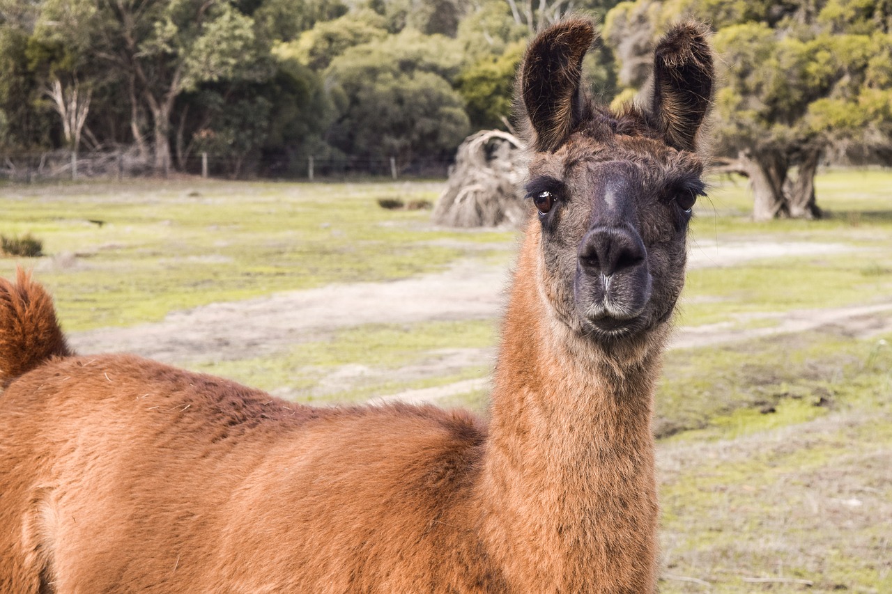 llama  alpaca  grass free photo