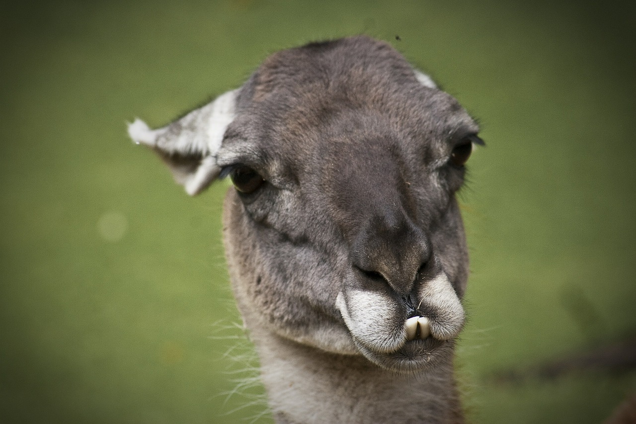 llama lama animals free photo