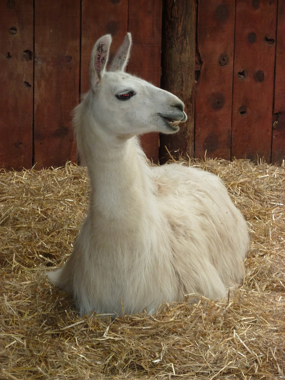 llama camelid wool free photo