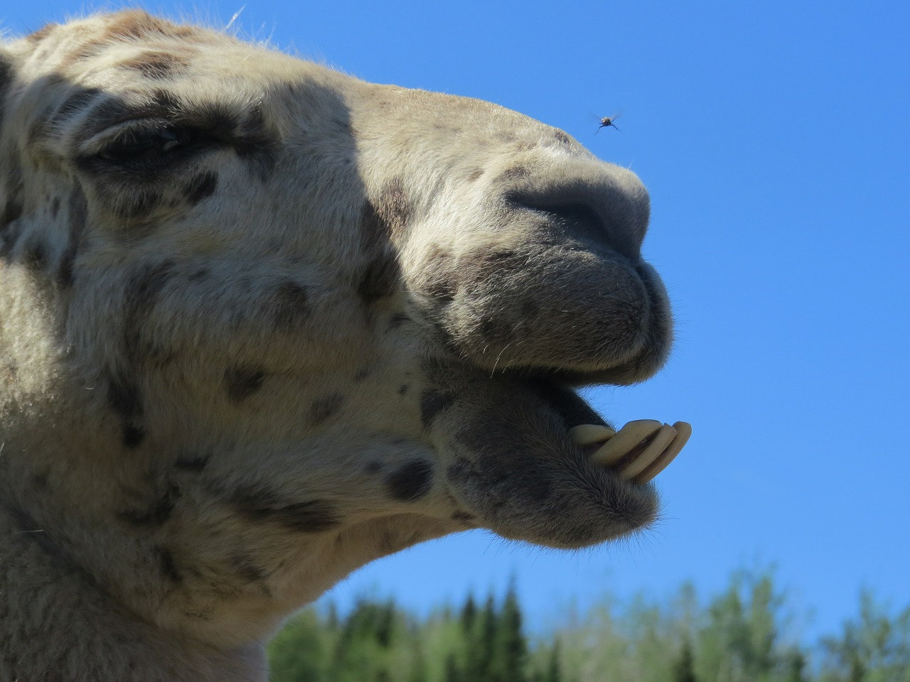 llama fly teeth free photo