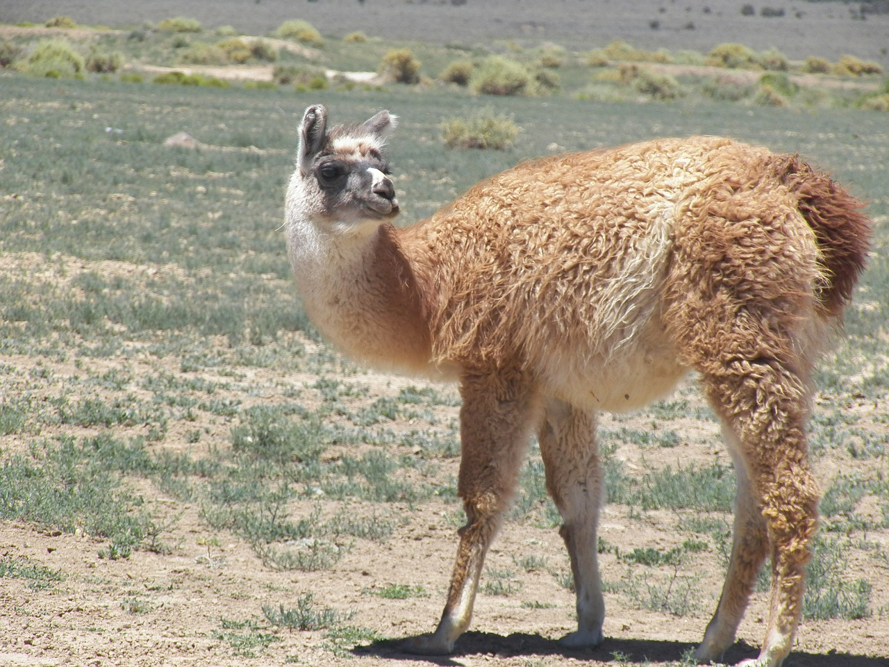 llama animal peru free photo