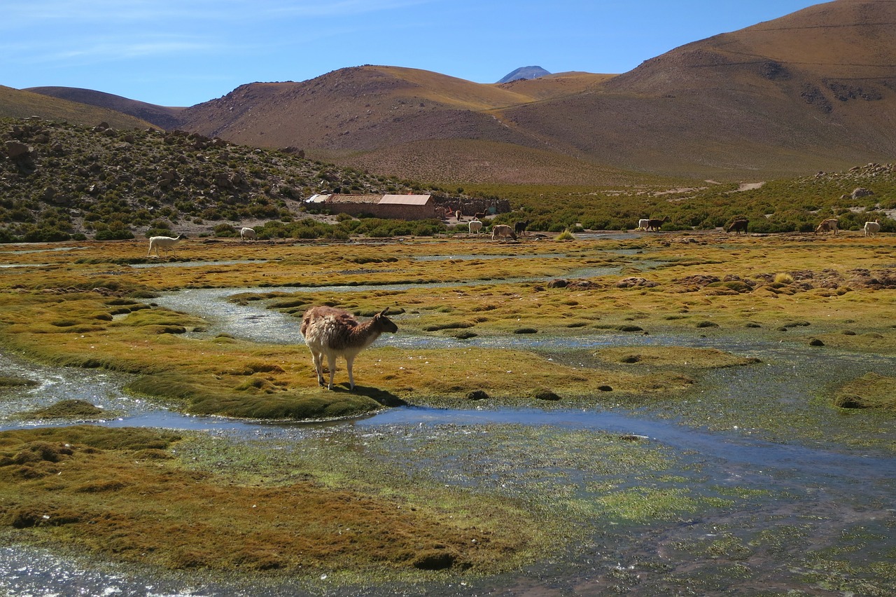 llama alpaca atacama desert free photo