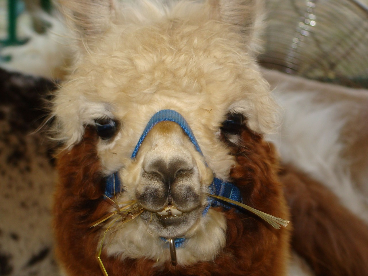 llama face alpaca free photo