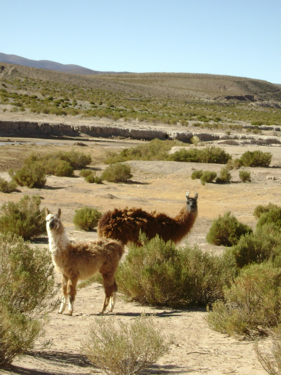 llama animal nature free photo