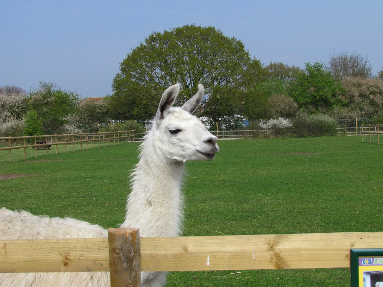 llama nature animal free photo