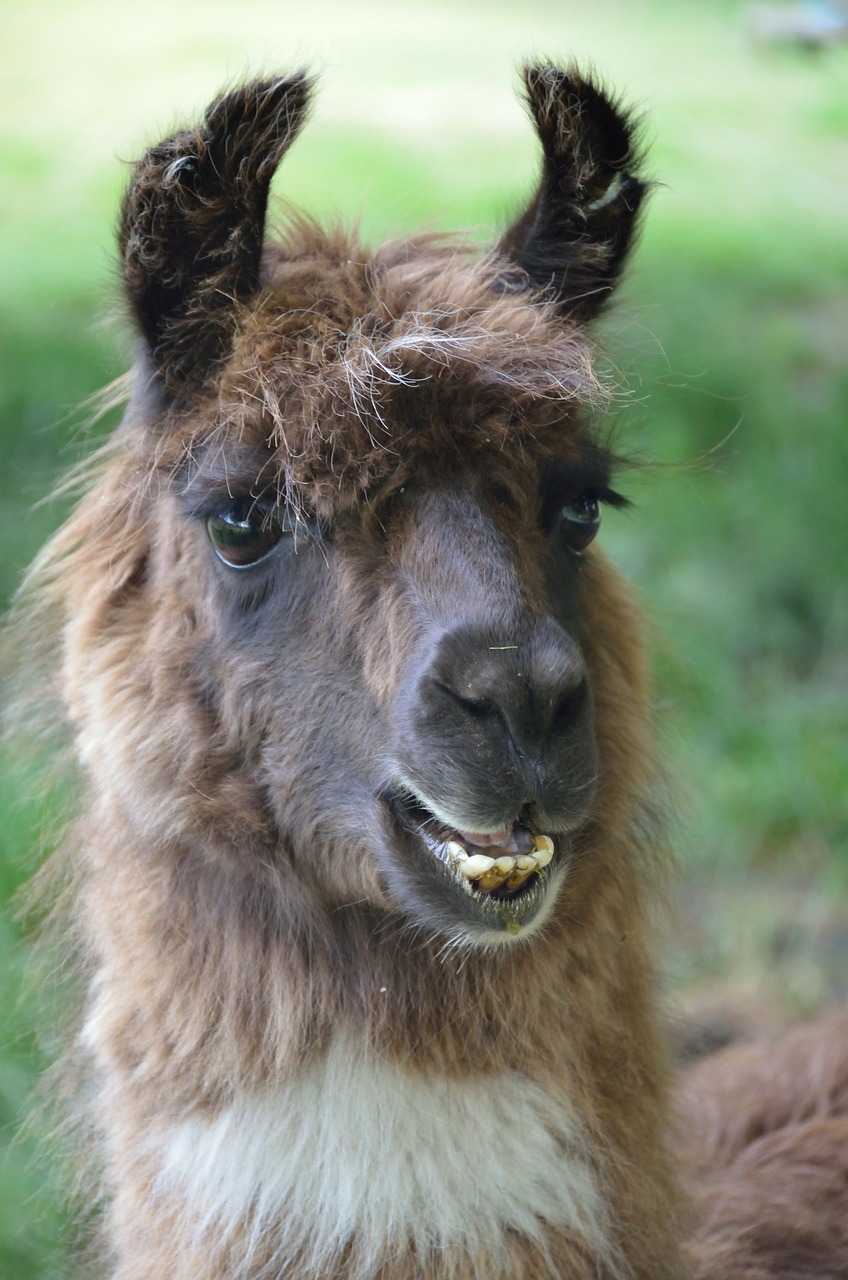llama animal mammal free photo