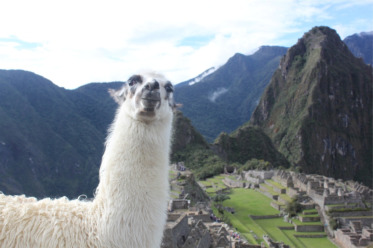 llama machu picchu peru free photo