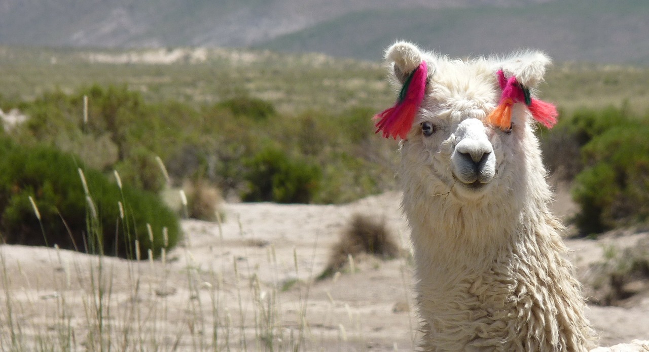 llama glama camelid funny free photo