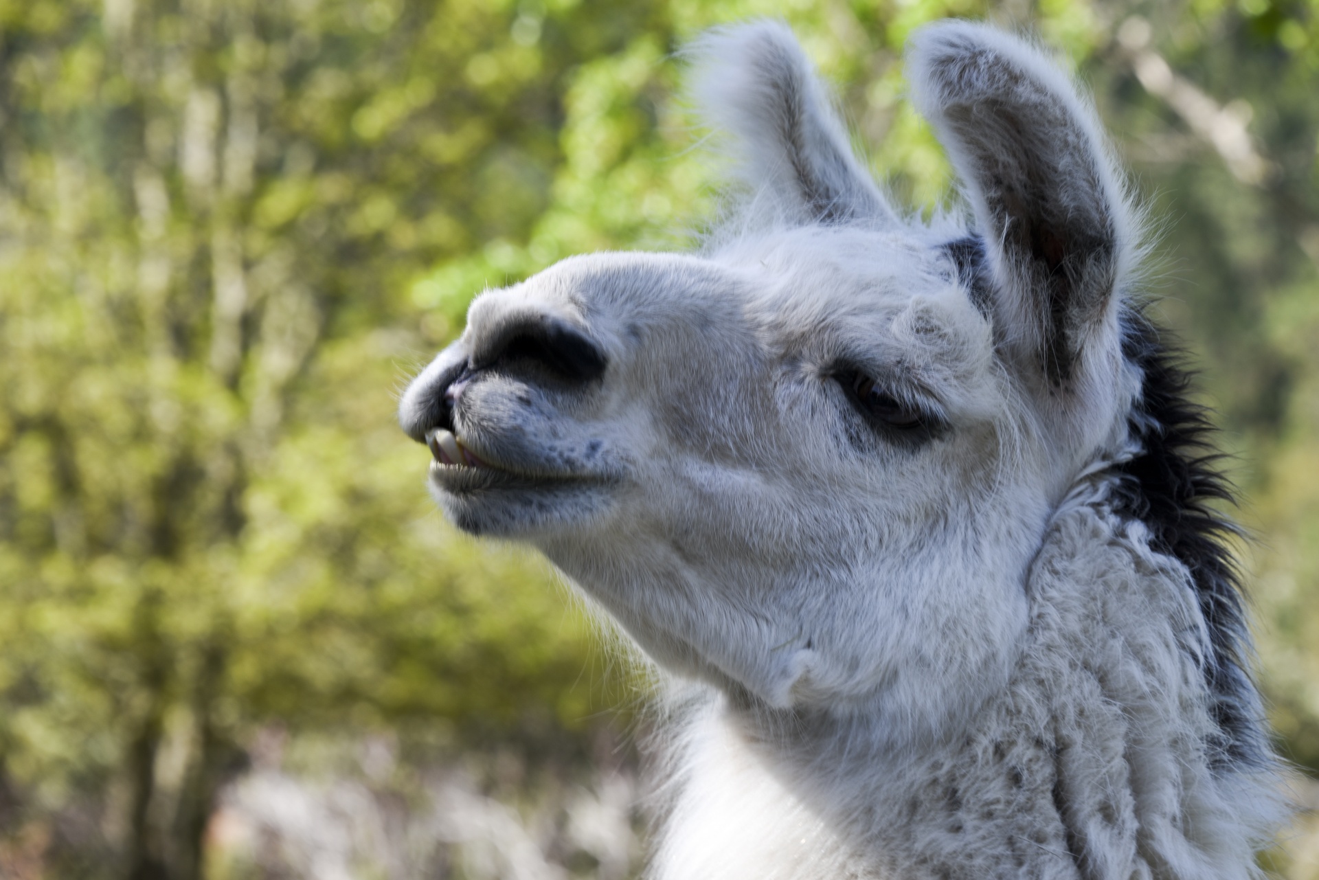 llama portrait headshot free photo