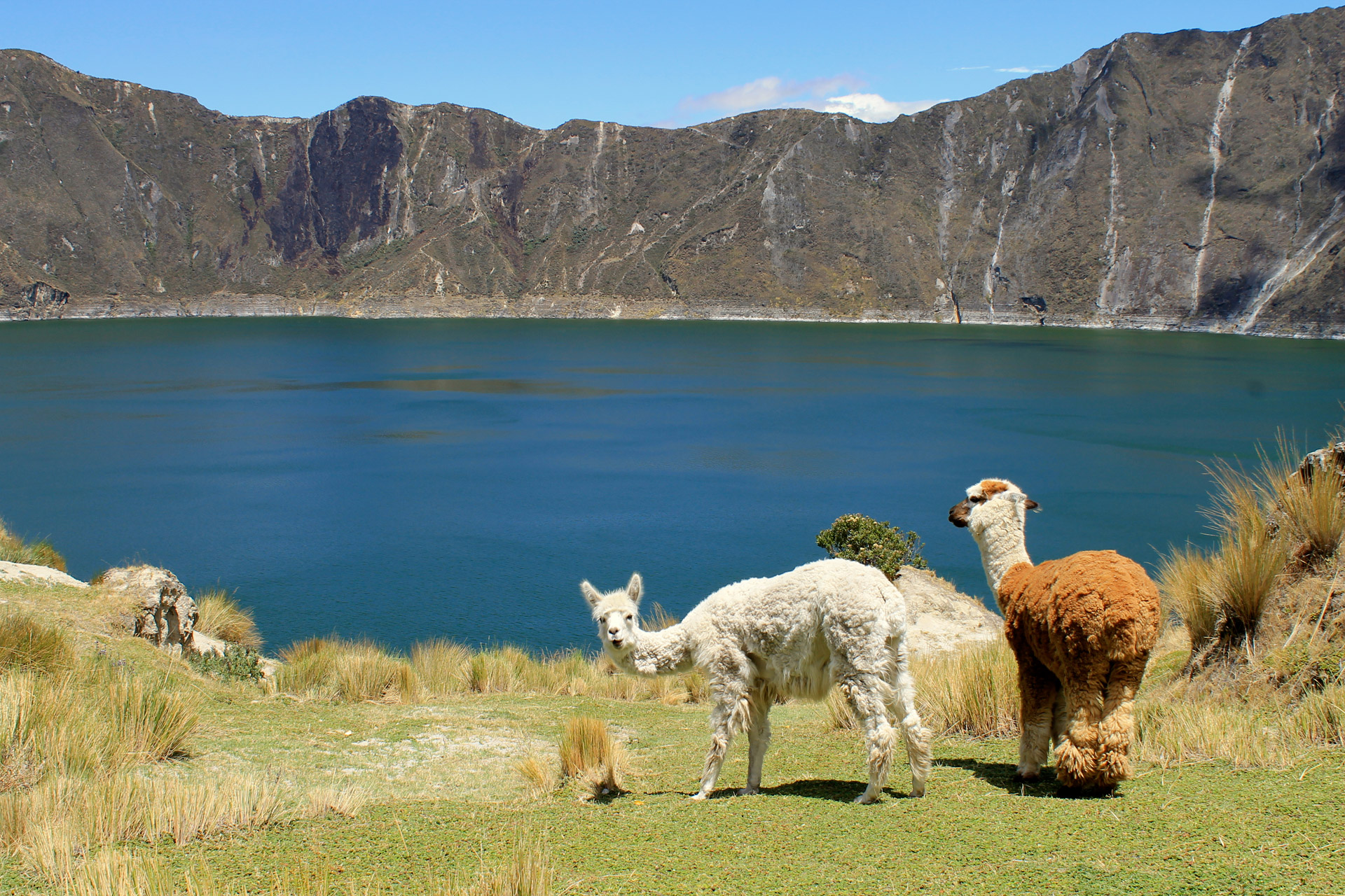 llamas quilotoa ecuador free photo