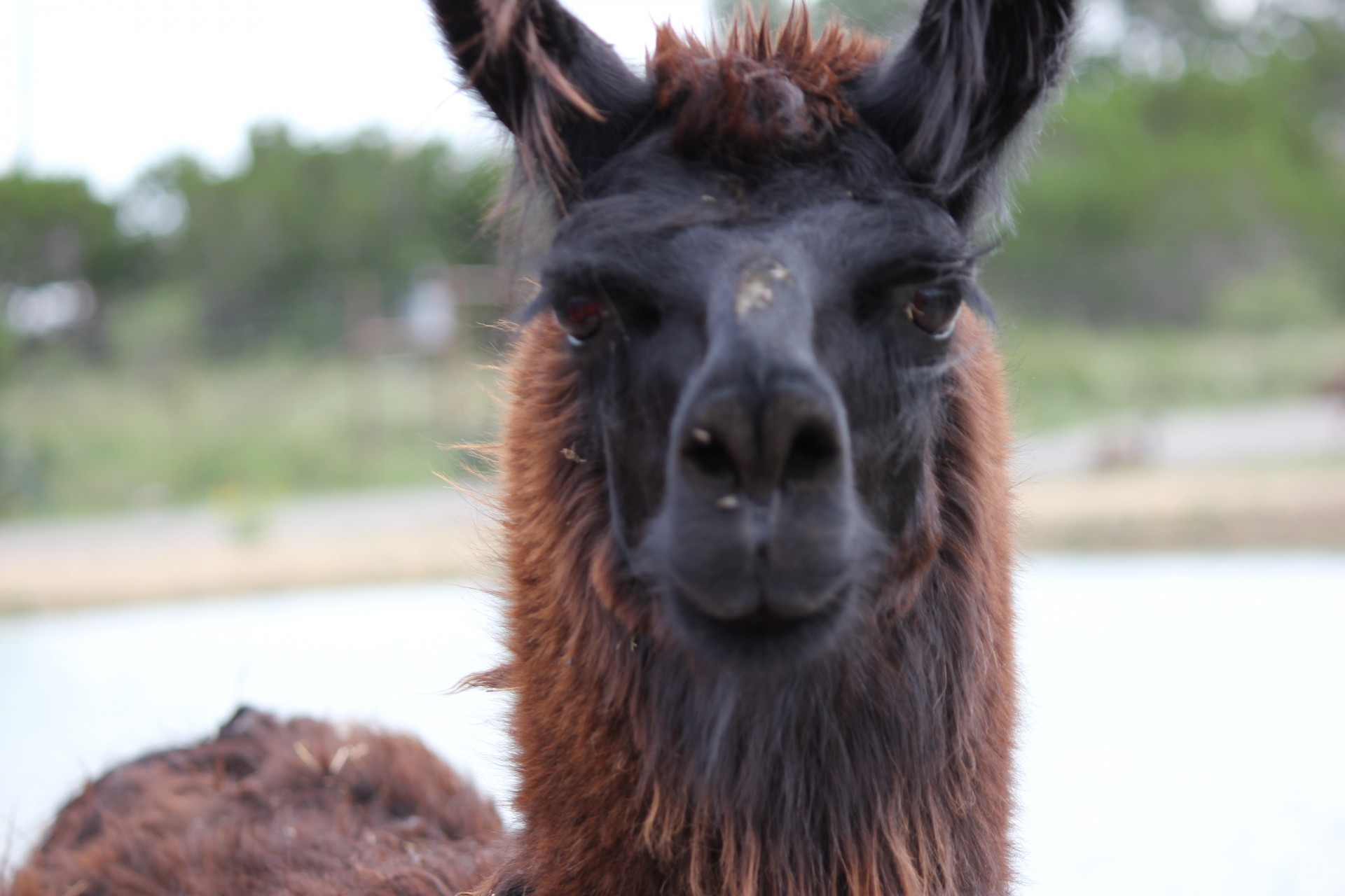 animal llama llama free photo