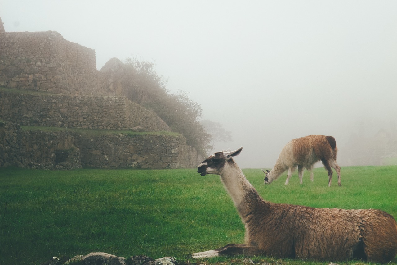 llamas alpaca lama free photo