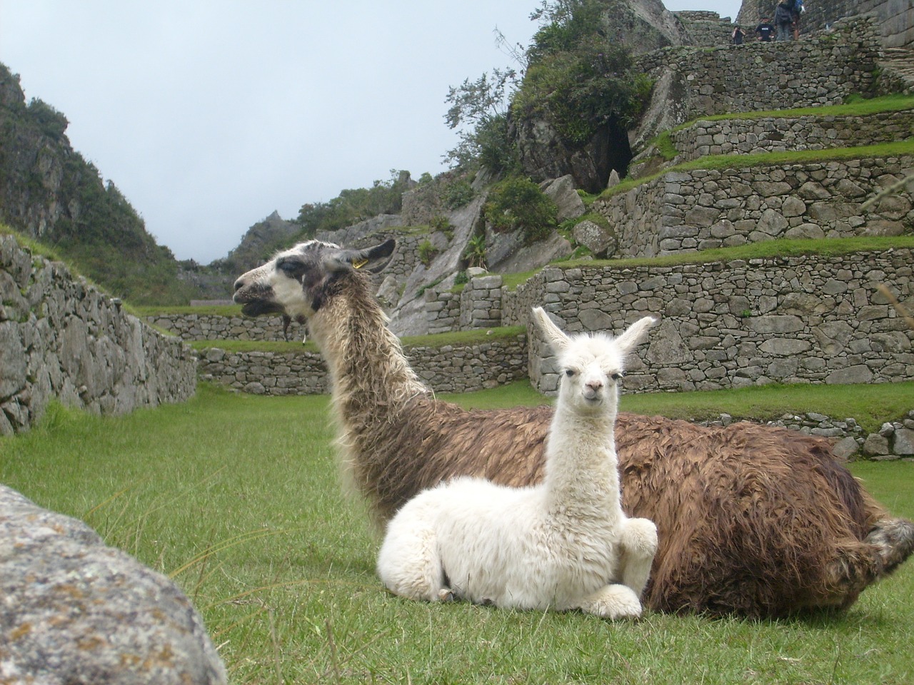 llamas peru animals free photo