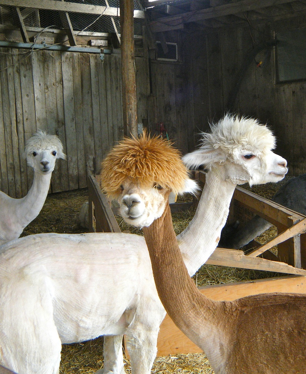 llamas animals farm free photo