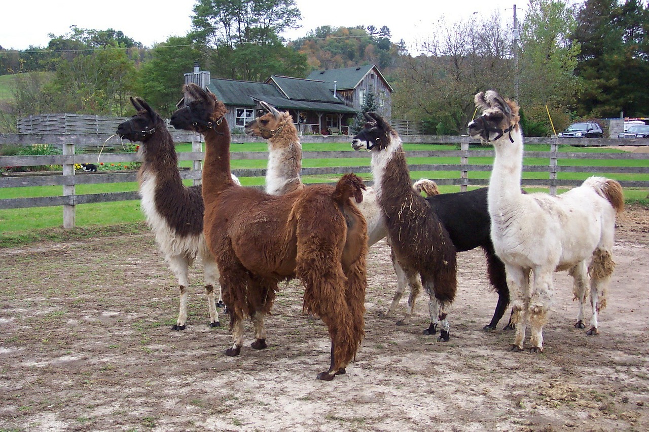 llamas herd animals free photo