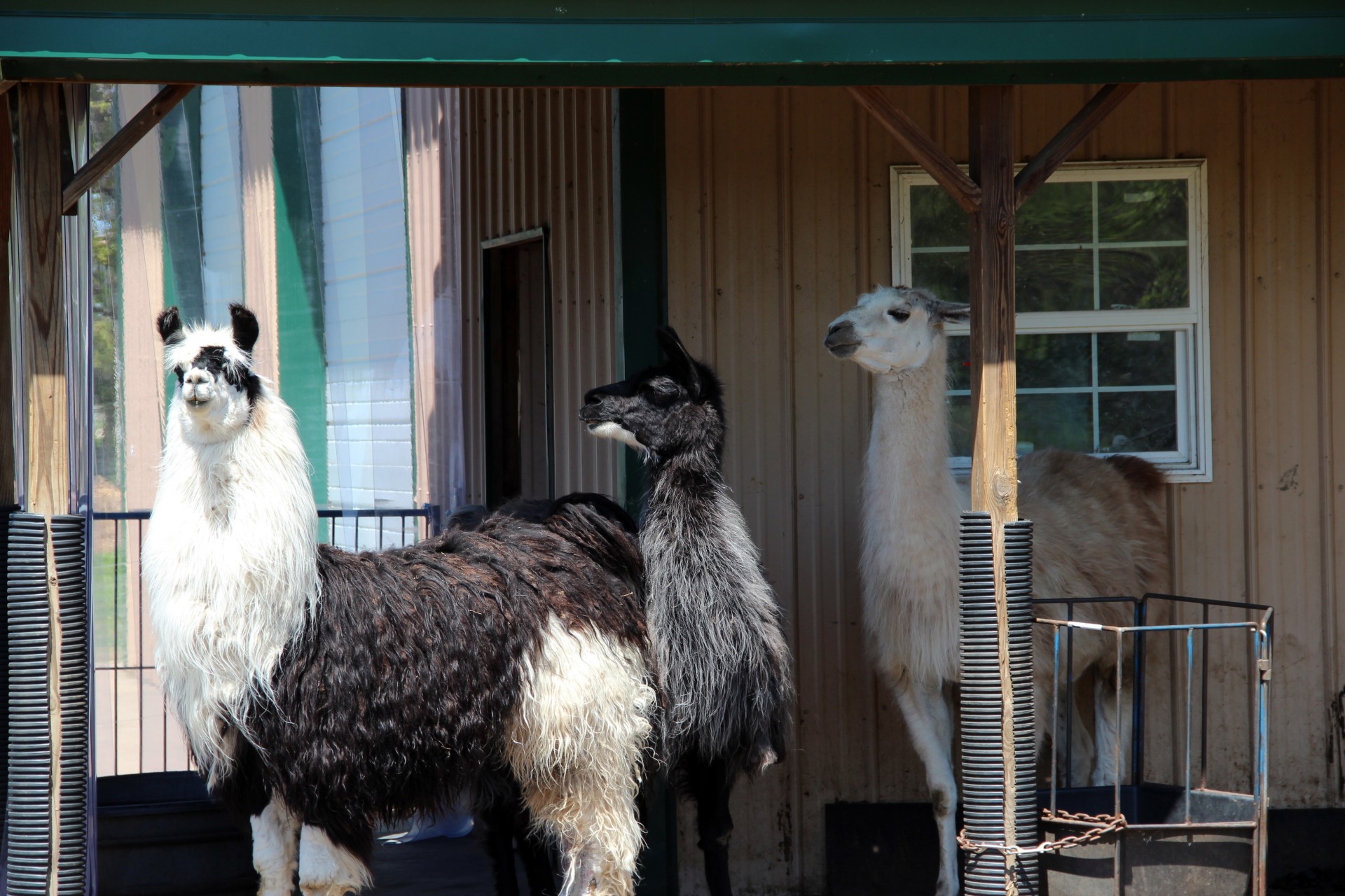 llama animals farm free photo