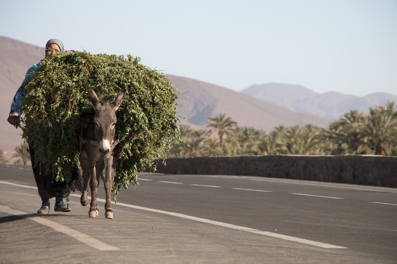 load africa morocco free photo