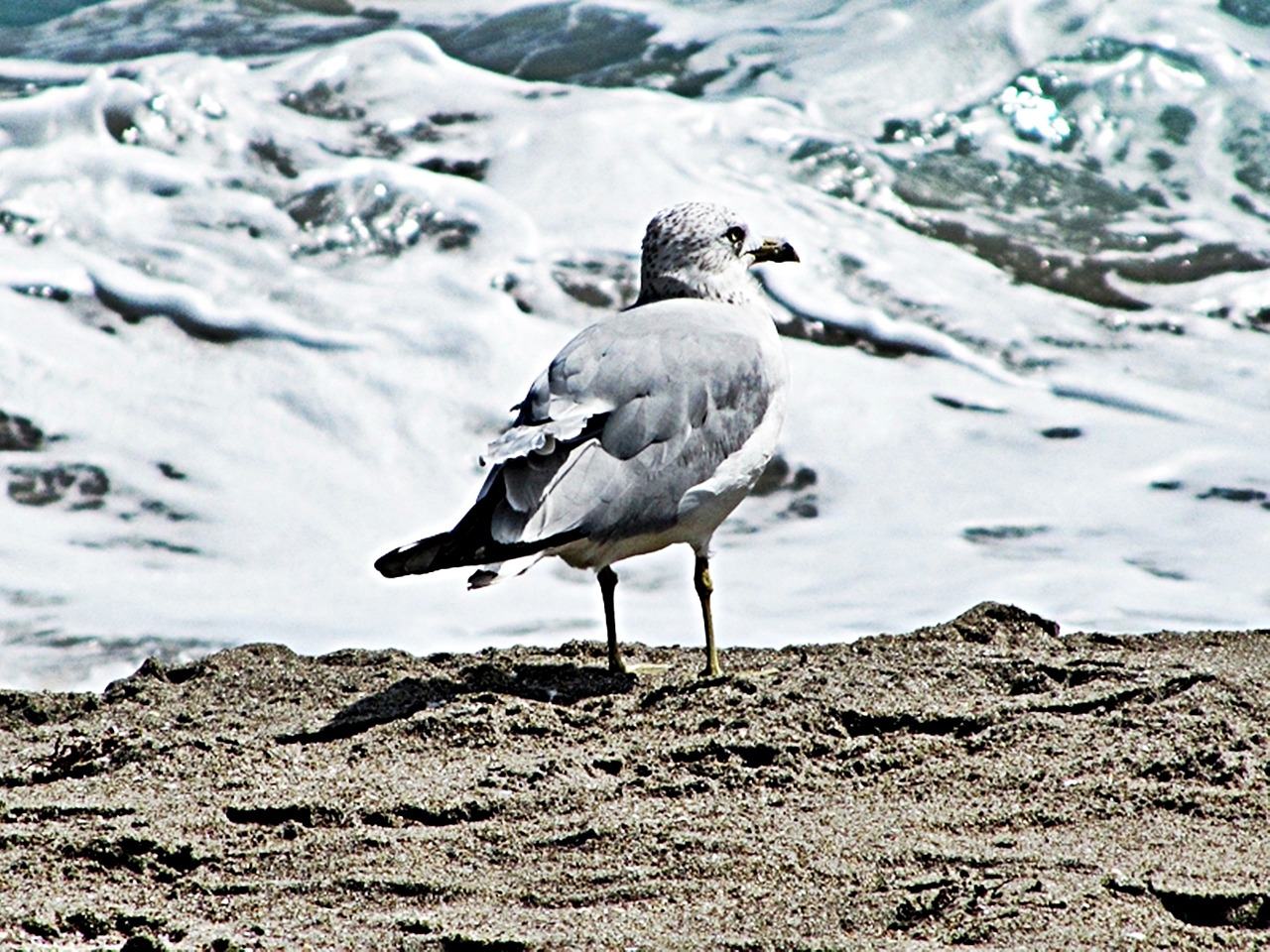loan gull frothing sea sand free photo