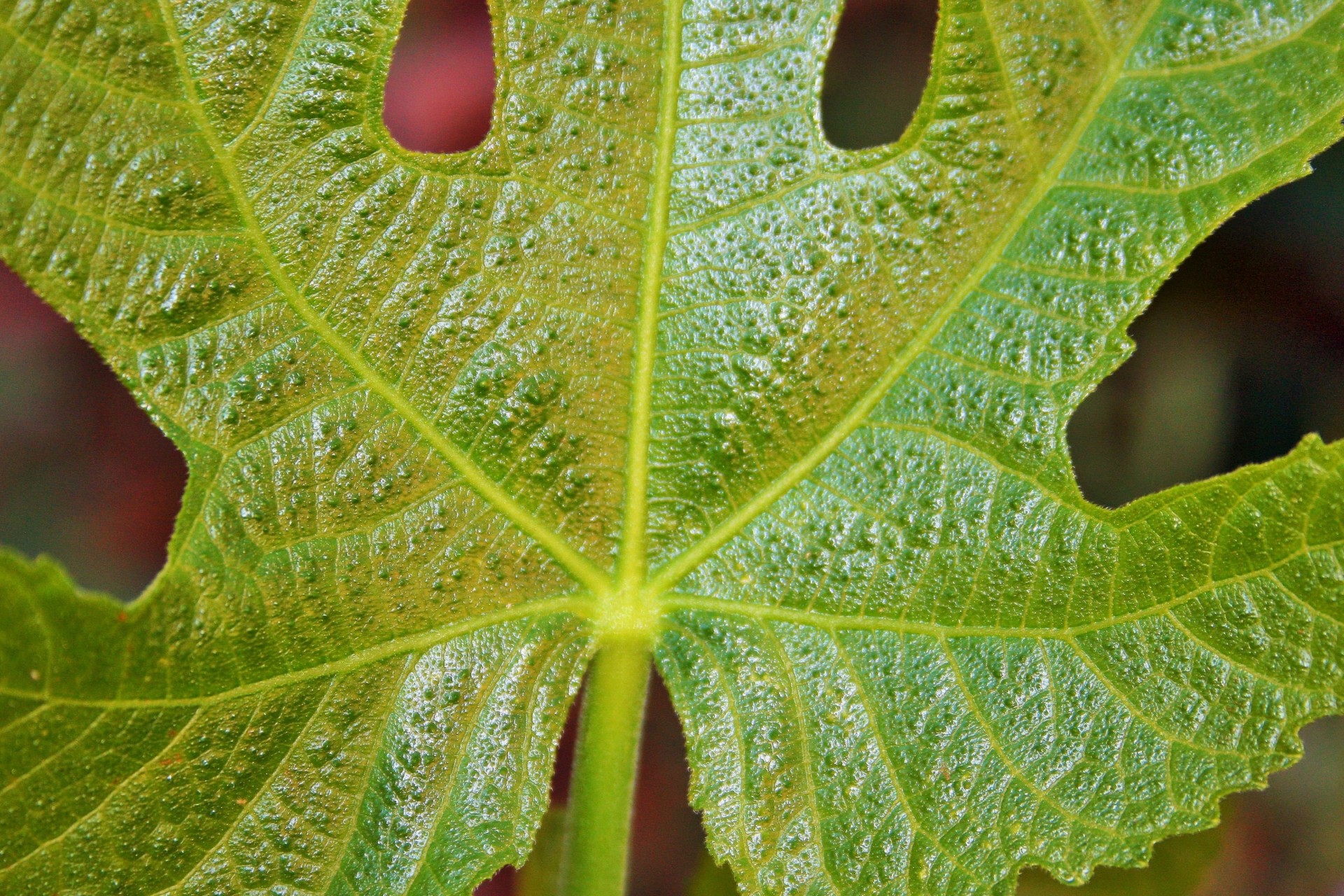 leaf lobed shaped free photo
