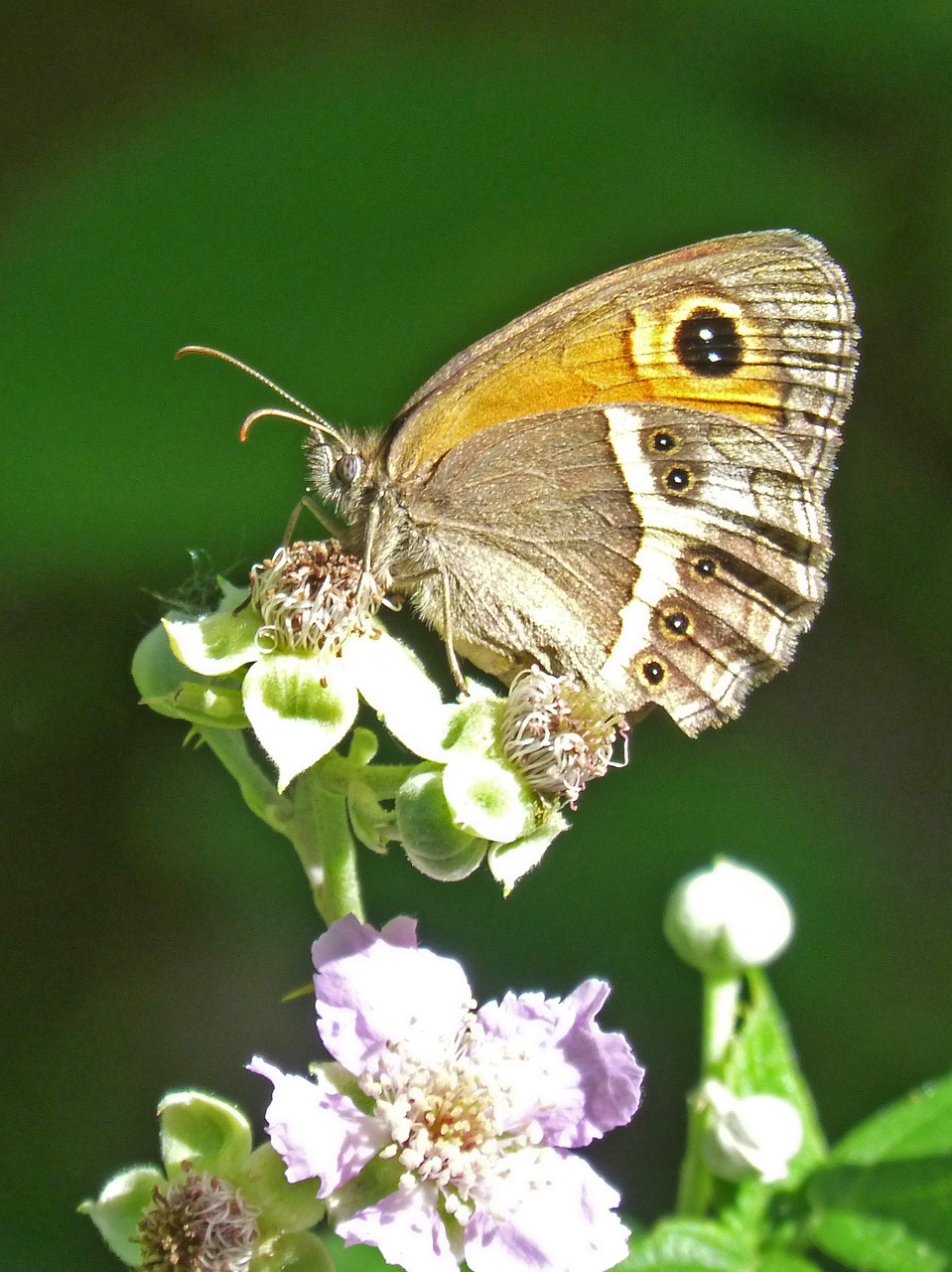 lobito list blackberry butterfly free photo