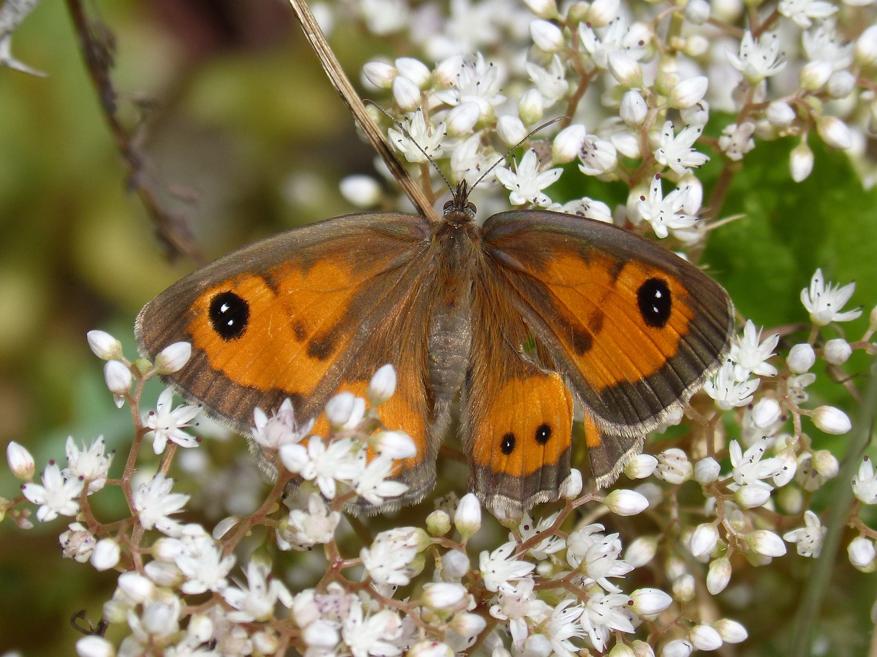 lobito list butterfly wild flower free photo