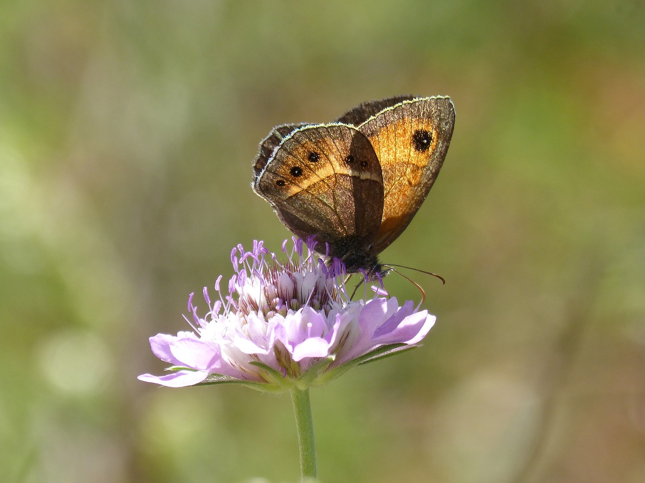 lobito list butterfly pyronia bathseba free photo