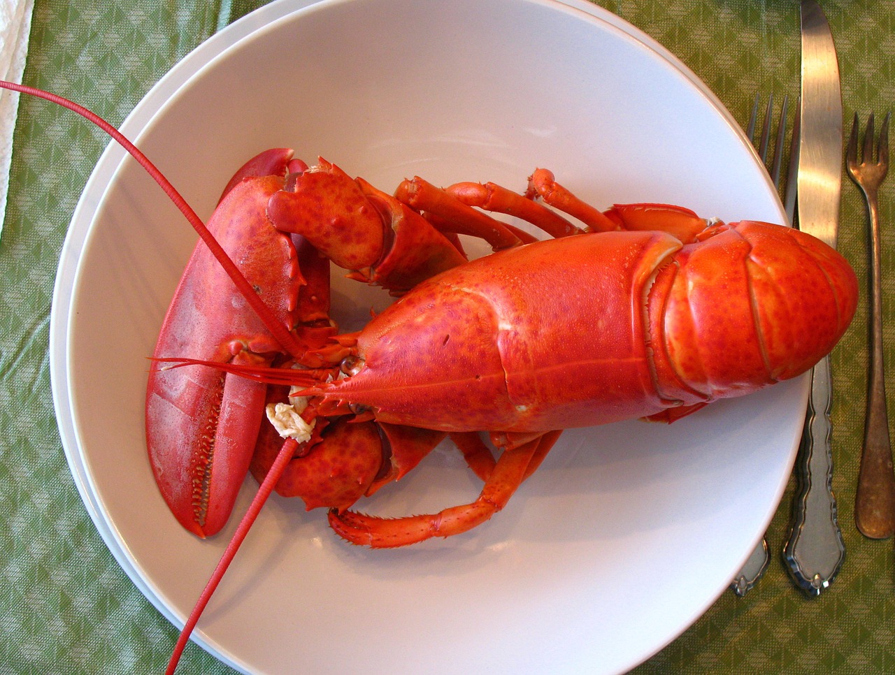 lobster maine dinner free photo