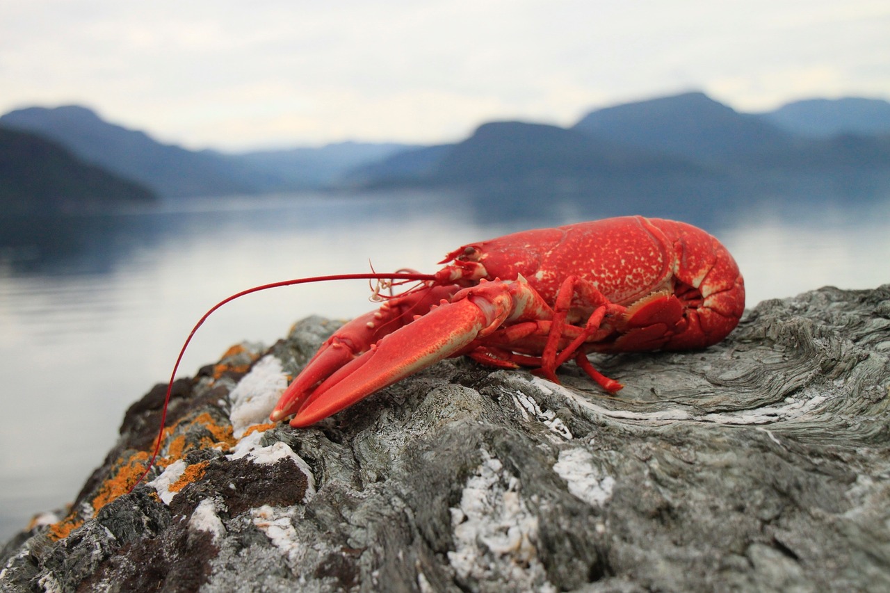 lobster seafood crebs free photo