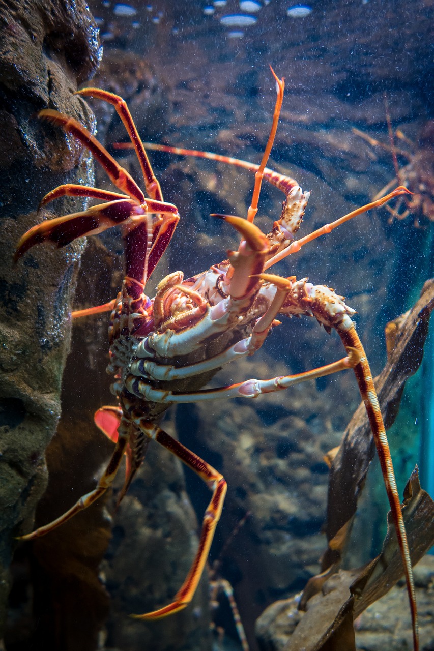 lobster aquarium crustacean free photo