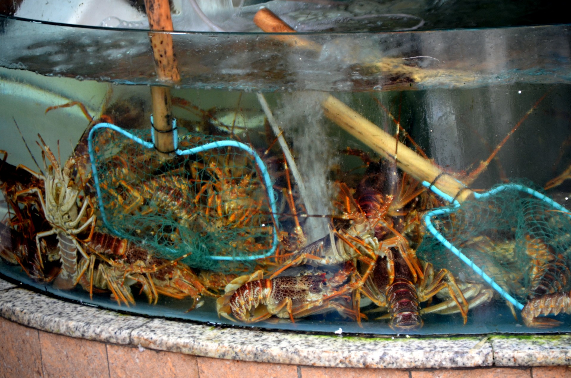 lobster lobster tank seafood free photo