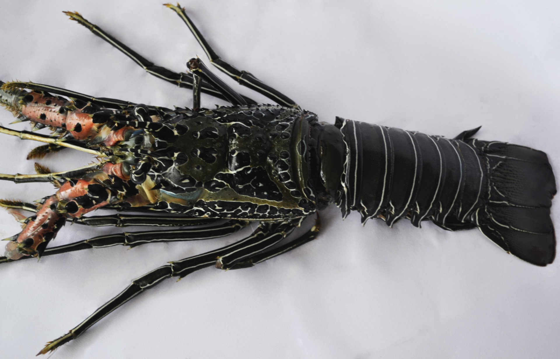 lobster sea food exotic food free photo