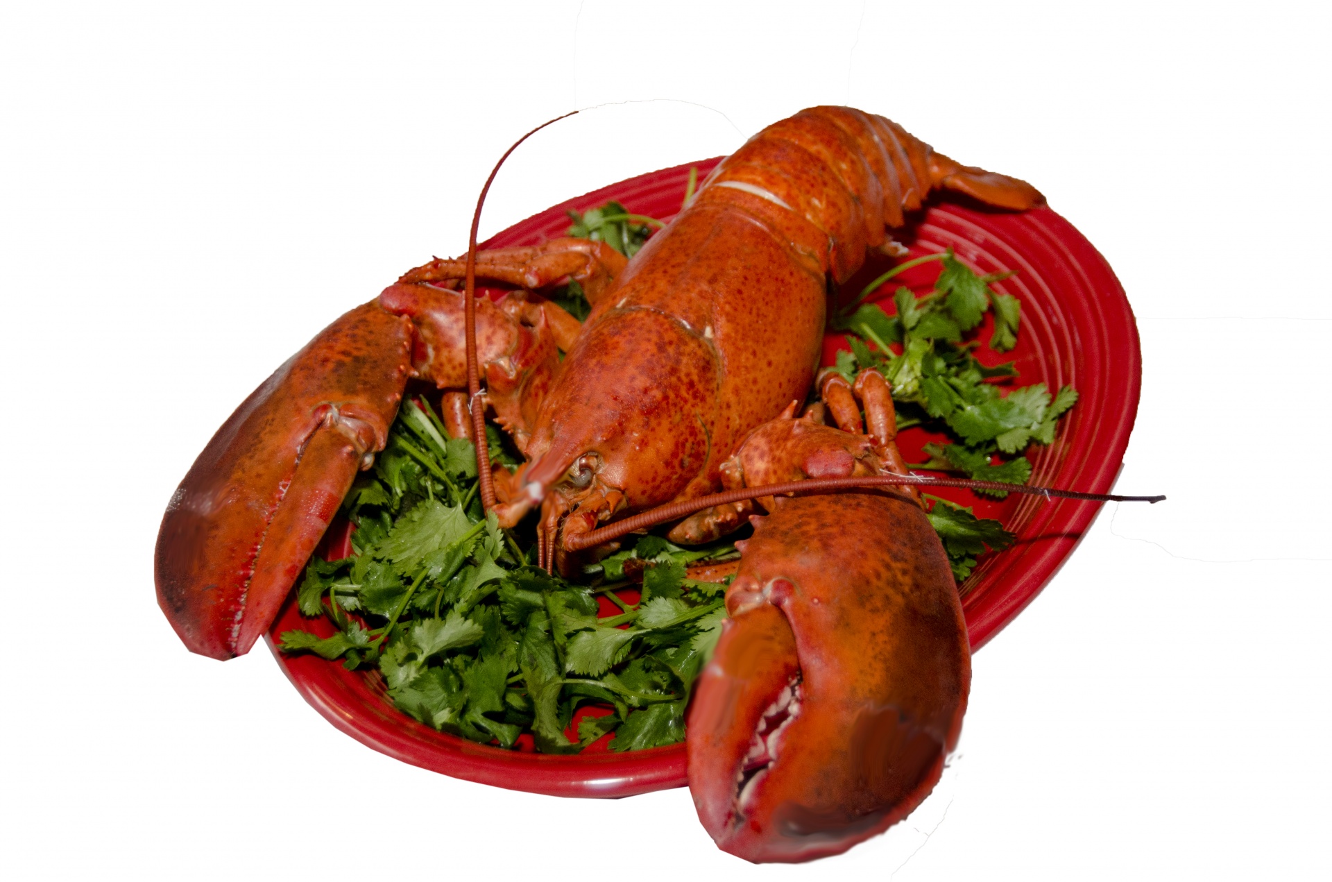 lobster white background plate free photo