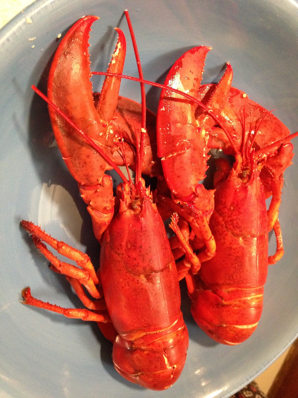 lobster seafood east coast free photo