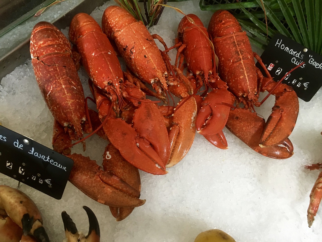 lobster sea animal food free photo