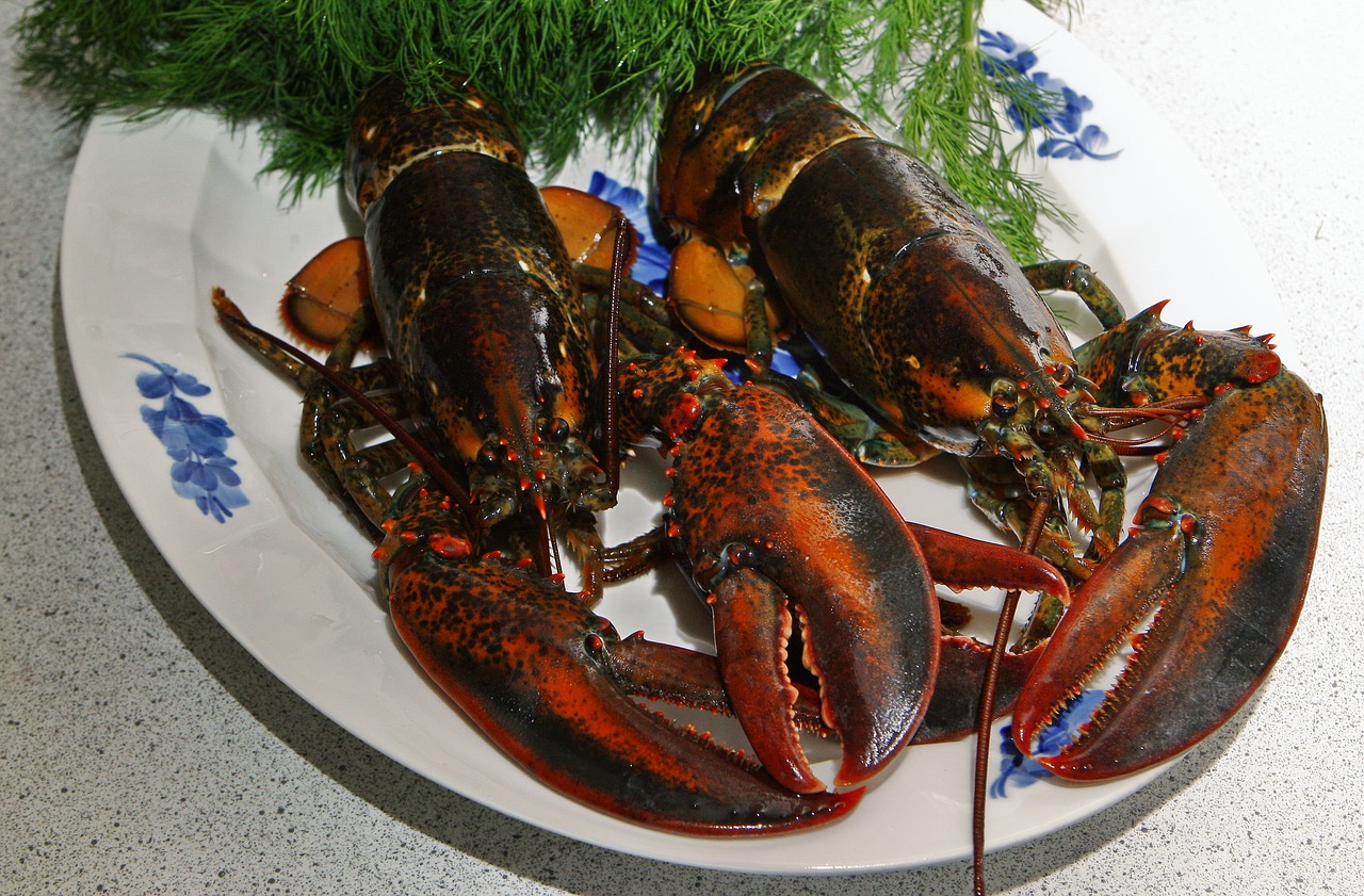 lobster danish lobster limfjord lobster free photo
