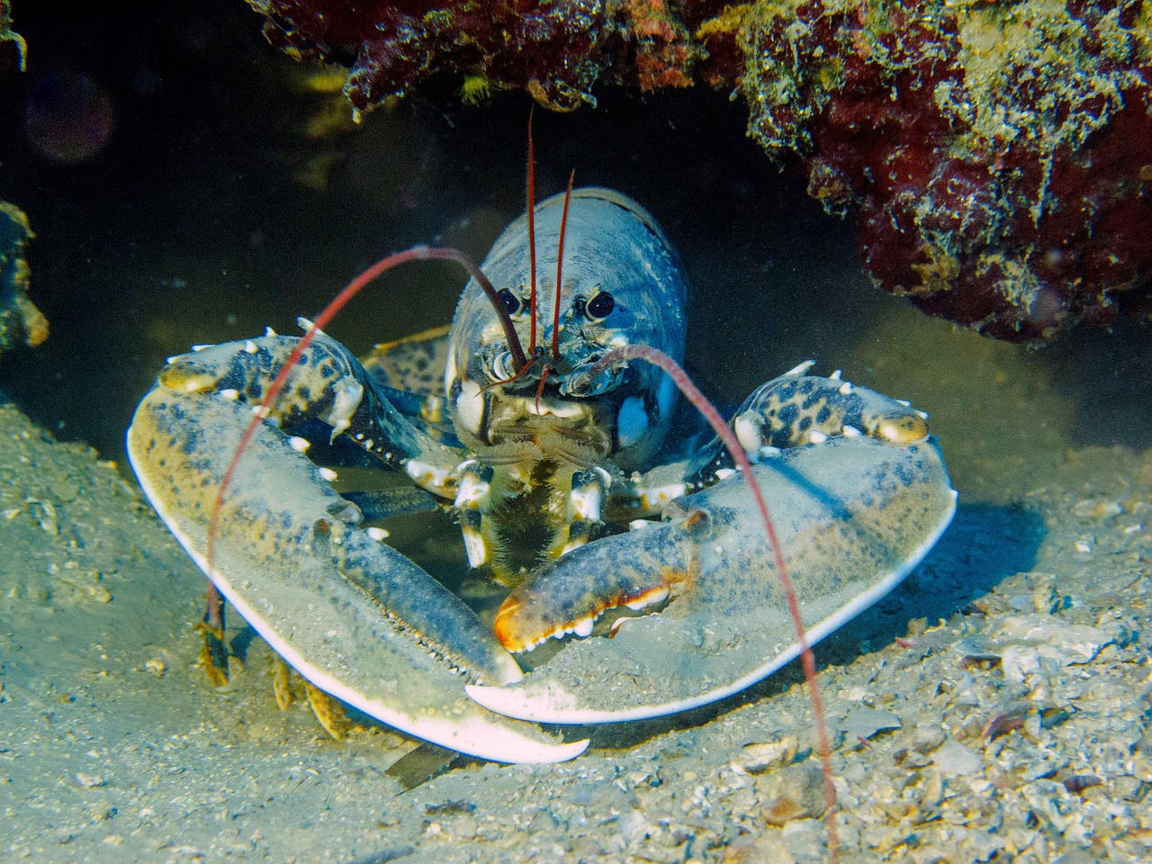 lobster diving croatia free photo