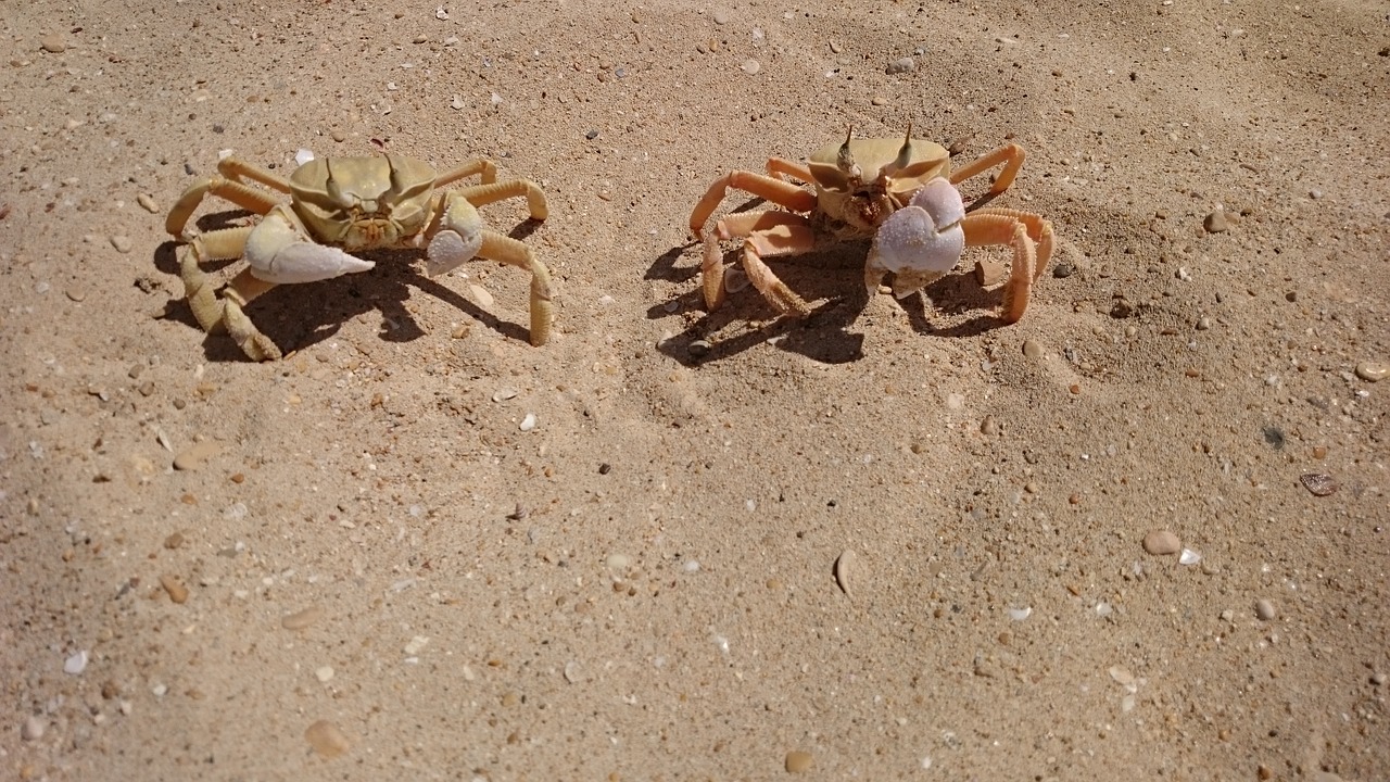 lobster sand beach free photo