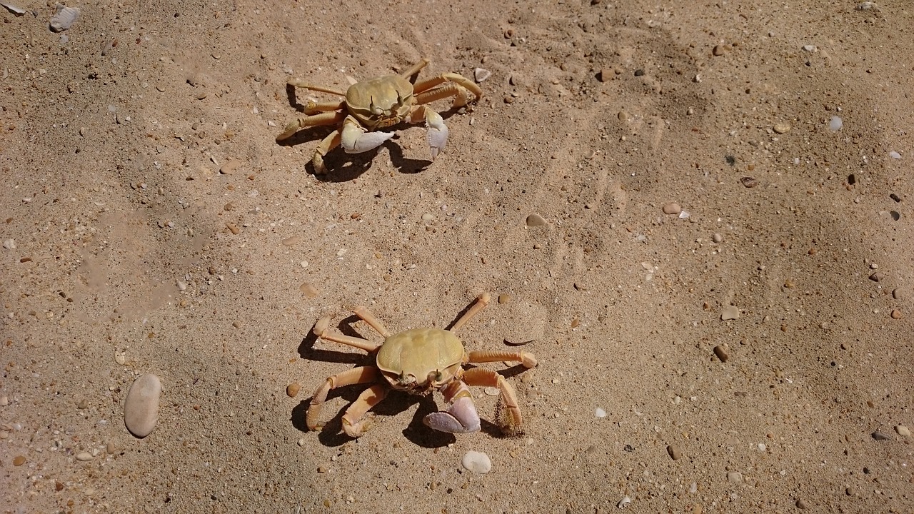 crabs lobster beach free photo