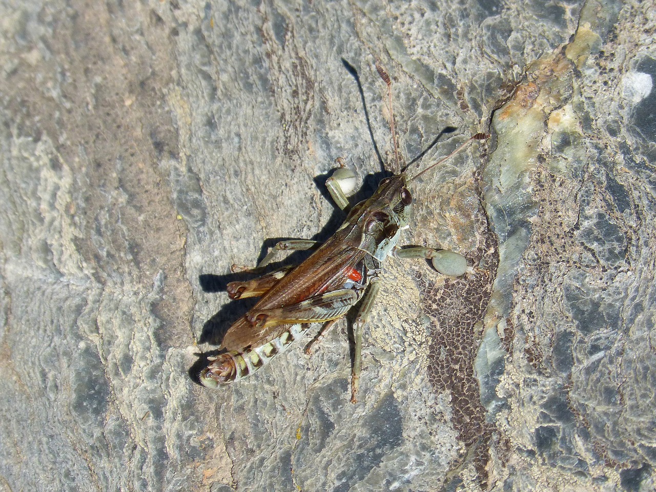lobster grasshopper celifero free photo