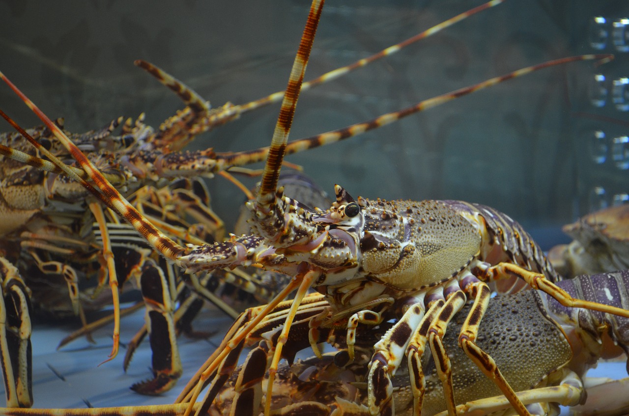 lobster food fish free photo