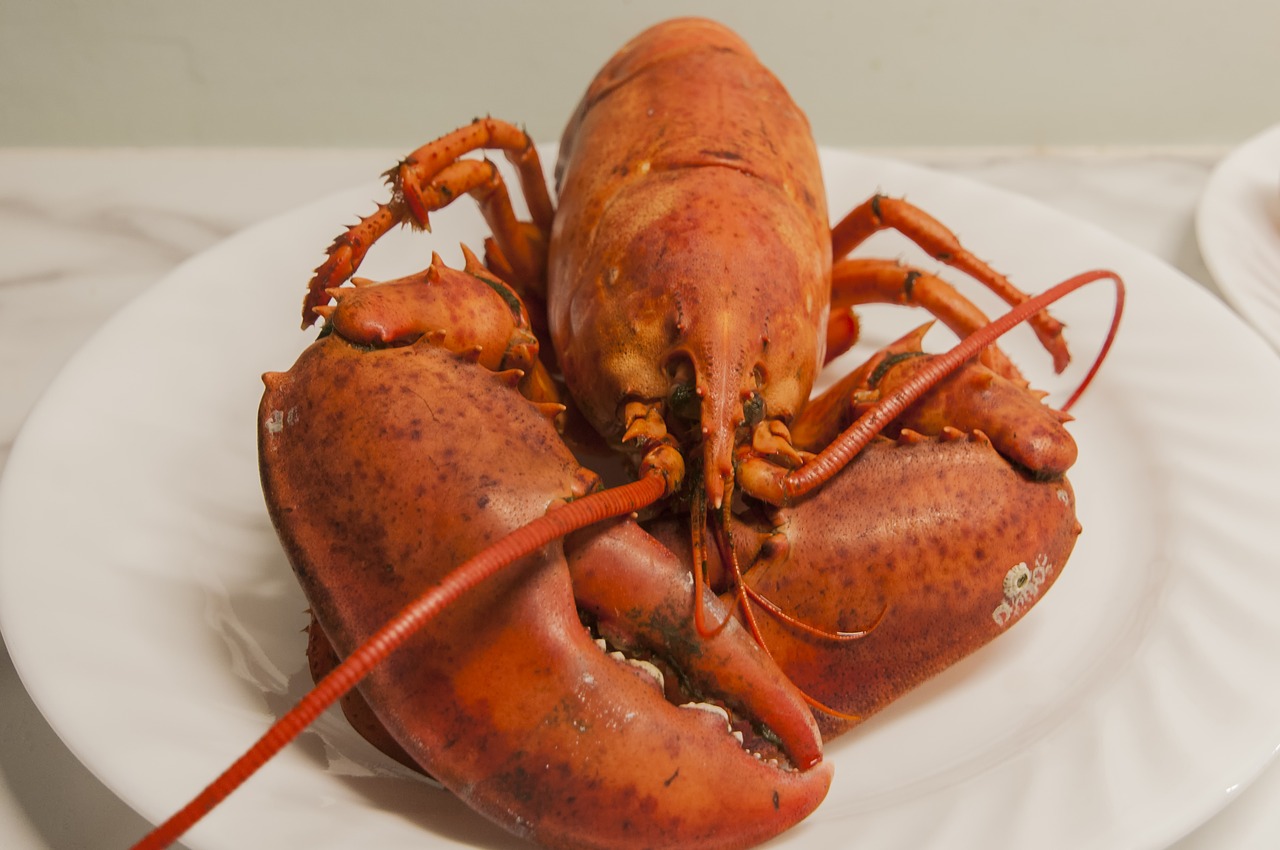 lobster seafood shellfish free photo