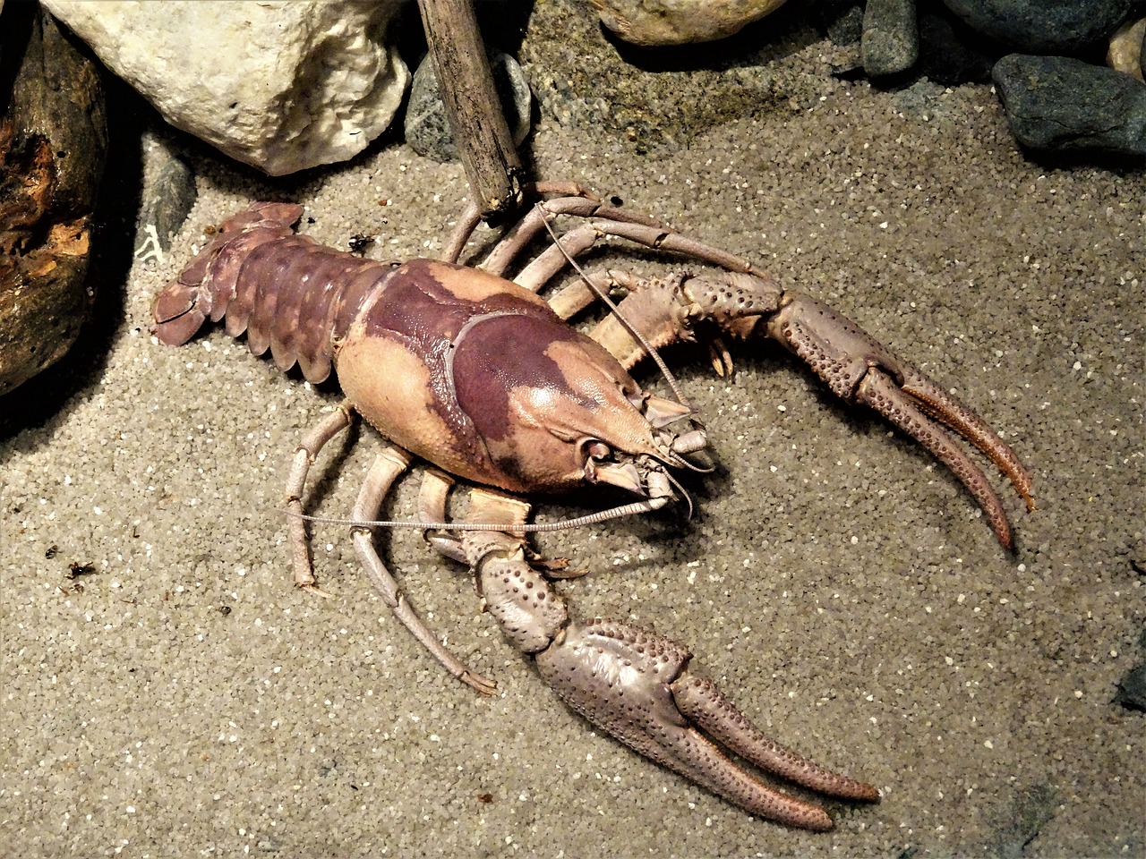 lobster delicacy sea animal free photo