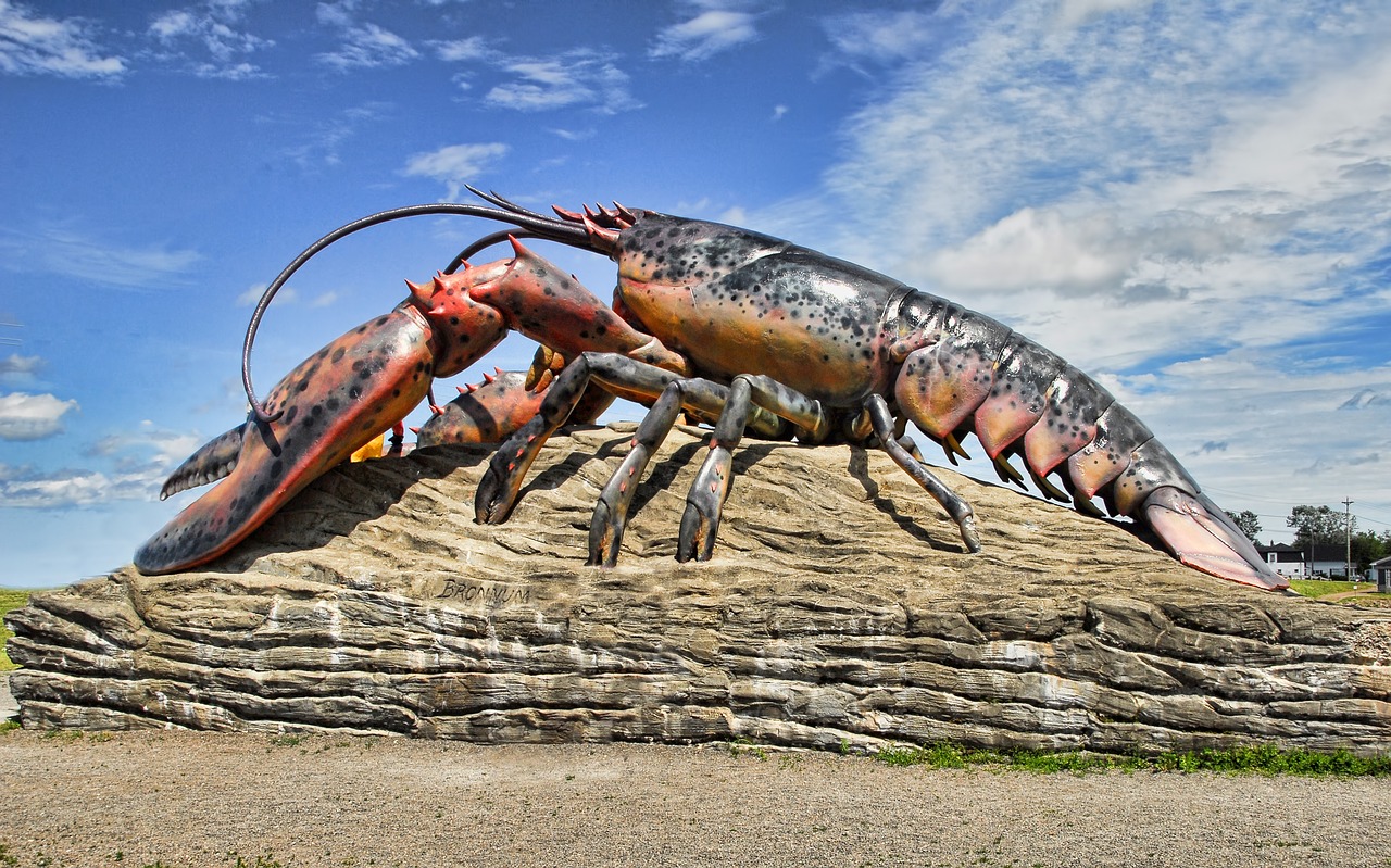 lobster shediac canada free photo