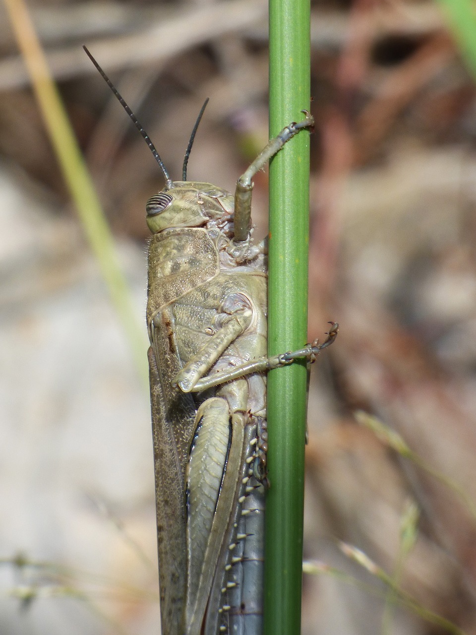 lobster grasshopper branch free photo