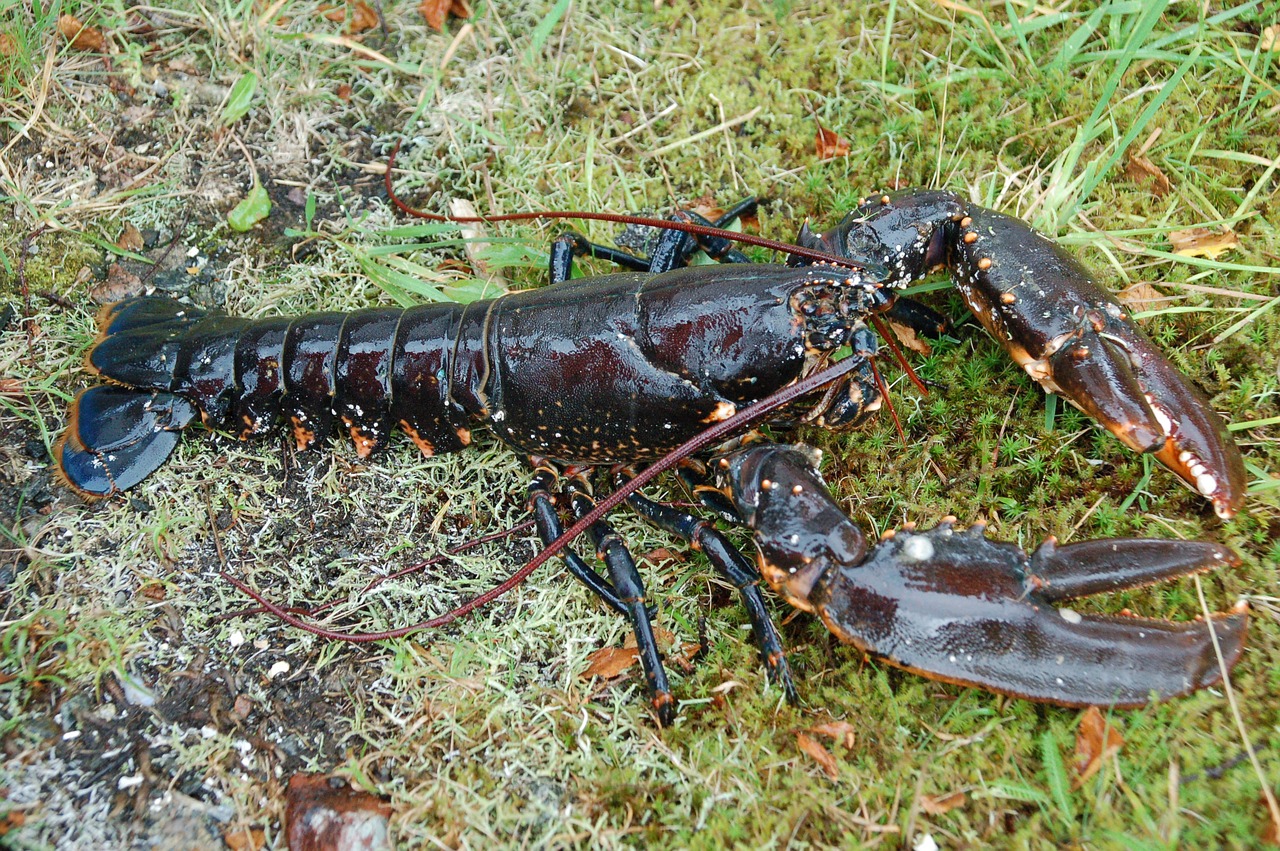 lobster sea animals free photo