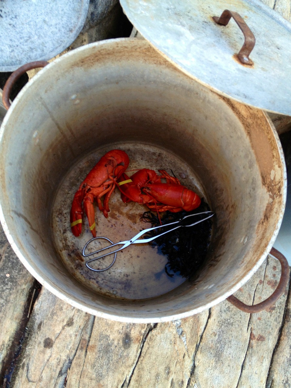 lobster lobster pot maine free photo