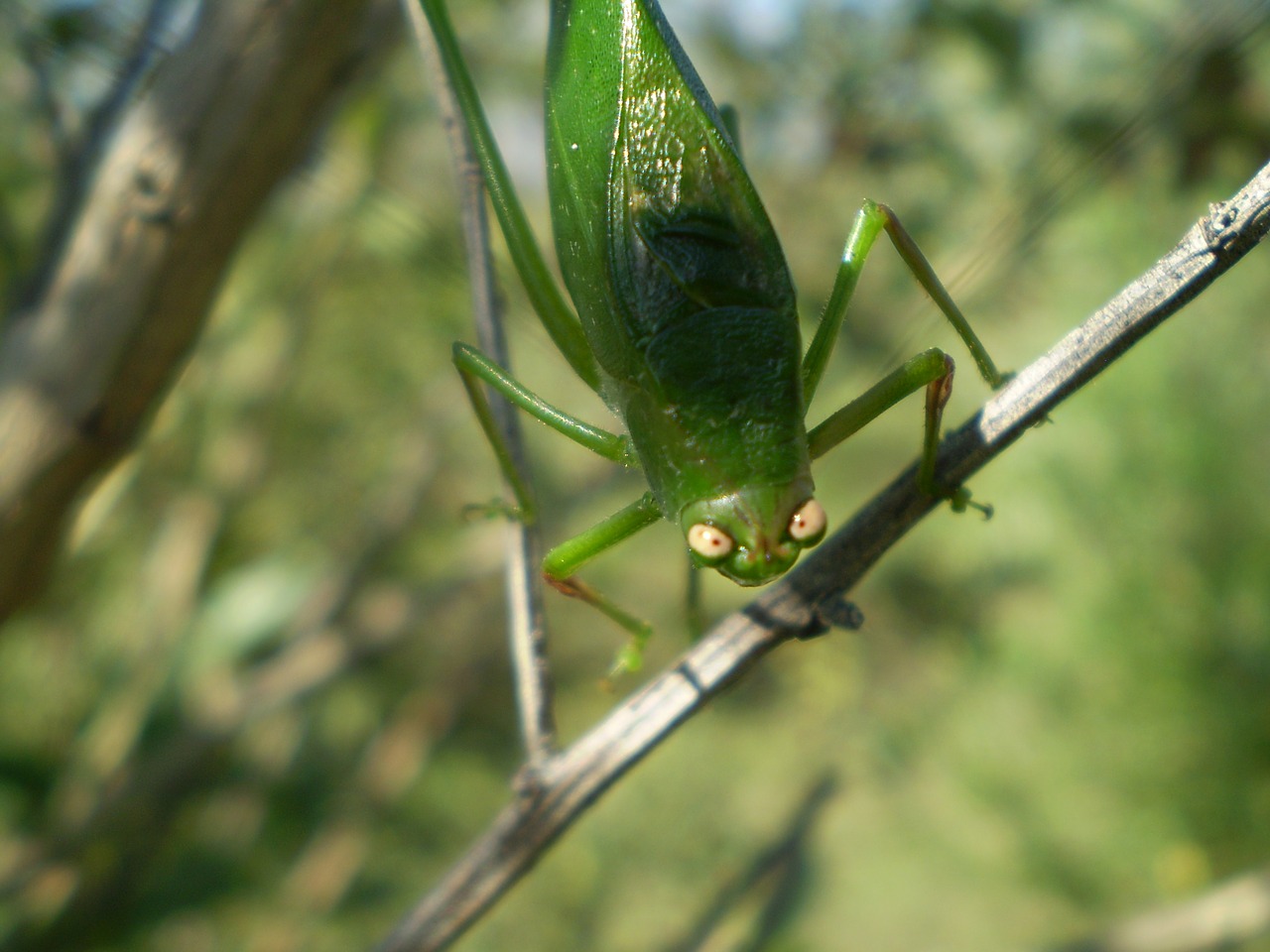 lobster green angry free photo