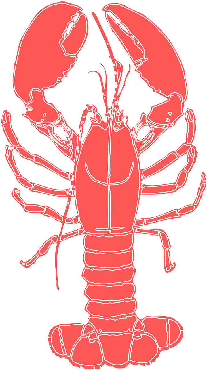 lobster crustacean crab free photo